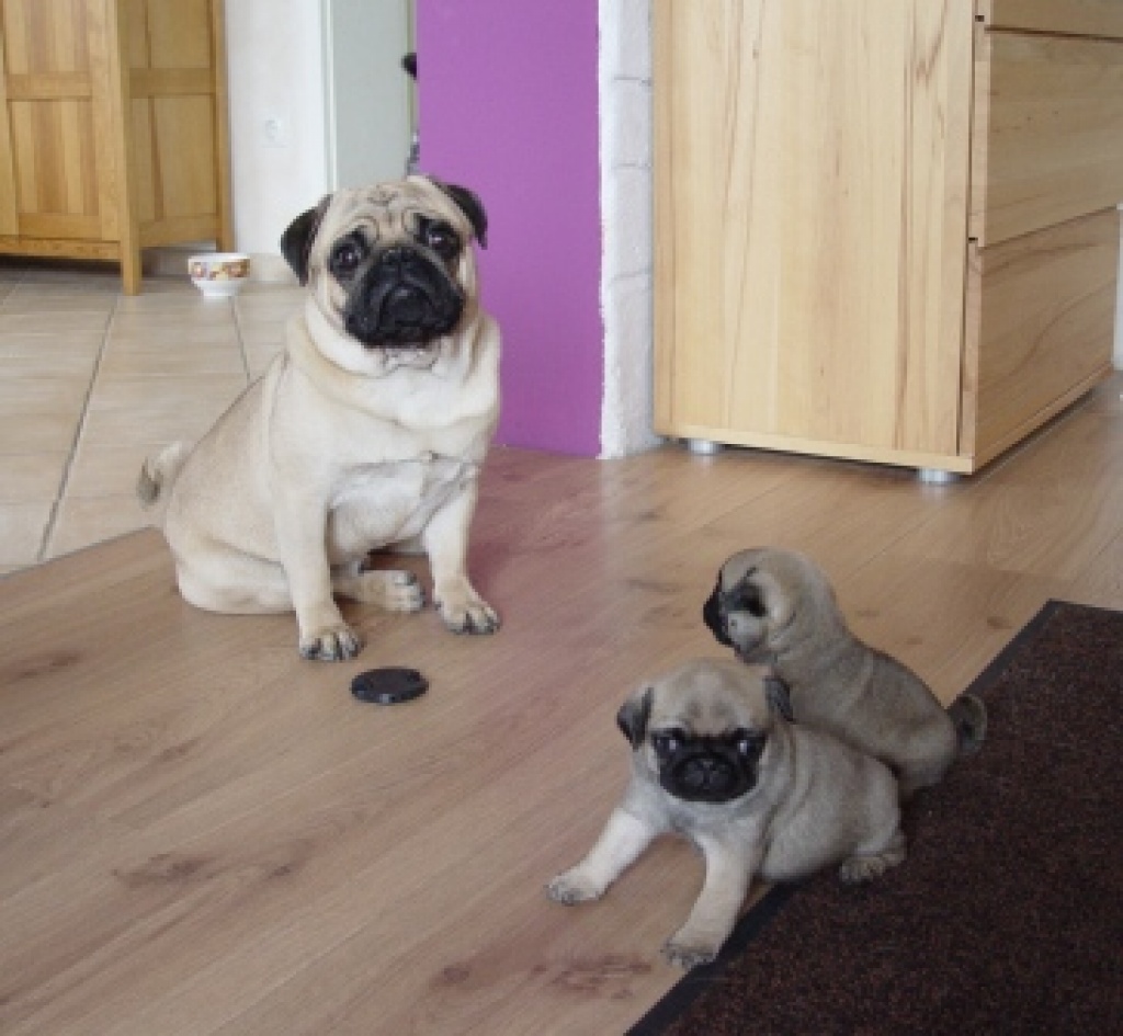 Zauberhafte Mopswelpen - Hunde - Happurg