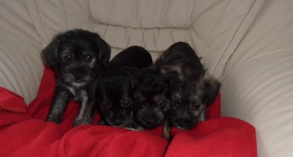 Süße Mischlingswelpen suchen ein liebes zu Hause - Hunde - Langenbernsdorf