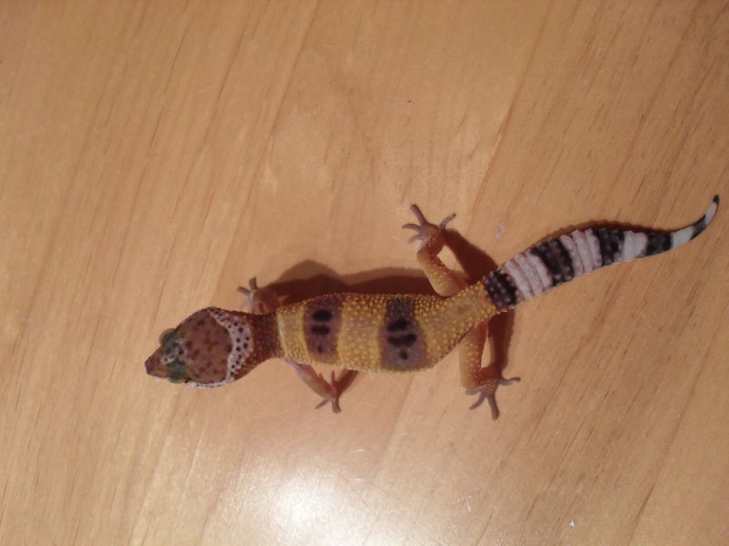 Leopardgeckos NZ 2021 - Reptilien - Metzingen
