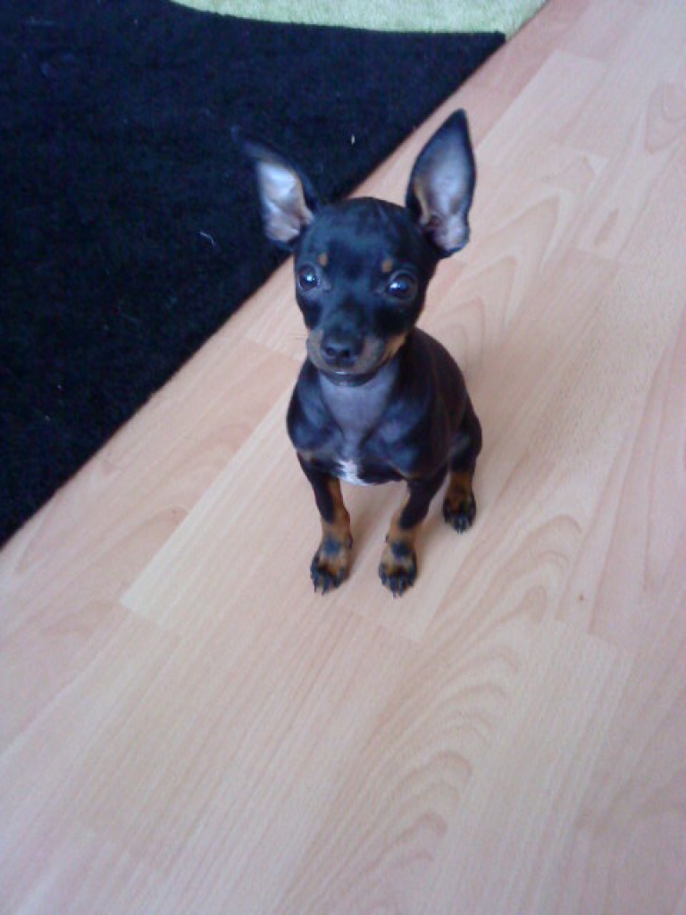 Zwergpinscher - Hunde - Gelsenkirchen