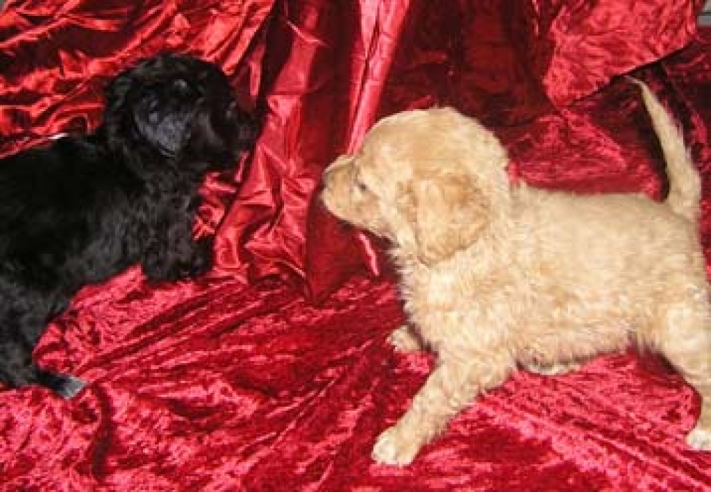 Die etwas andere Hunderschule - Hunde - Westerkappeln