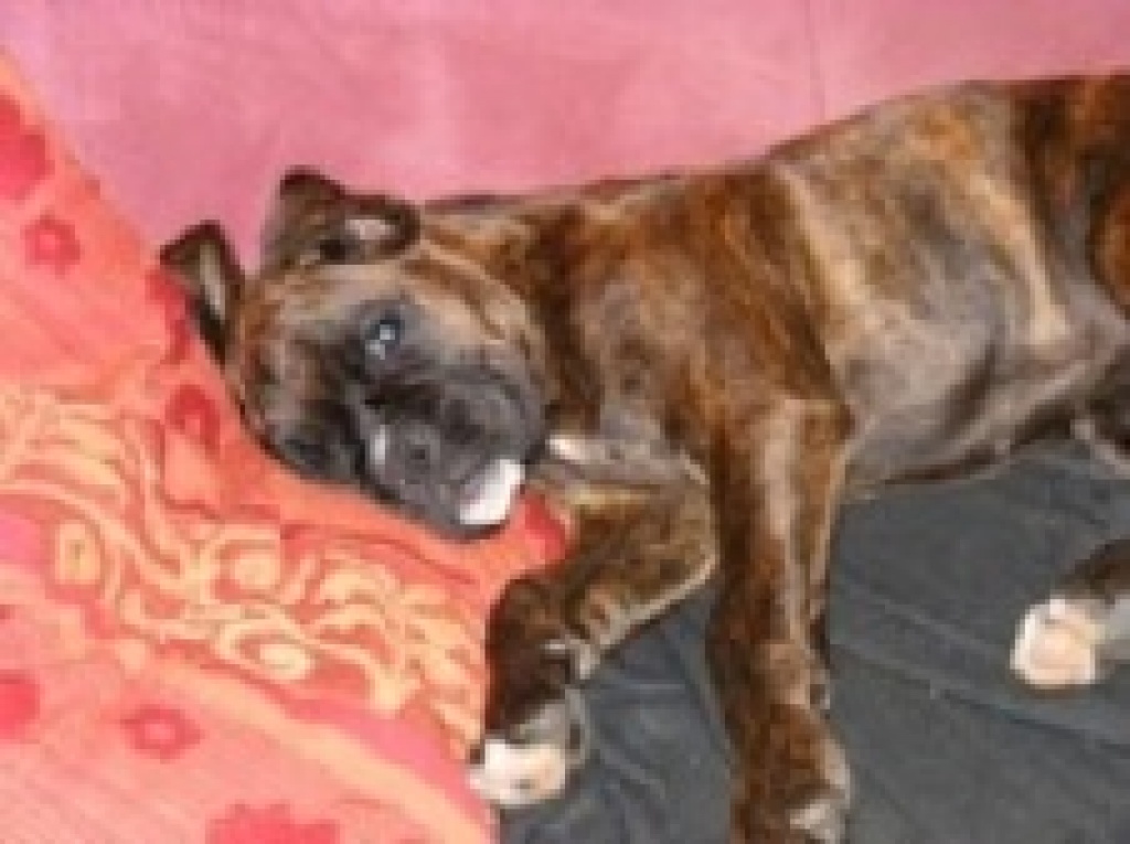 Boxer entlaufen - Entlaufen Zugelaufen - Neubodenbach