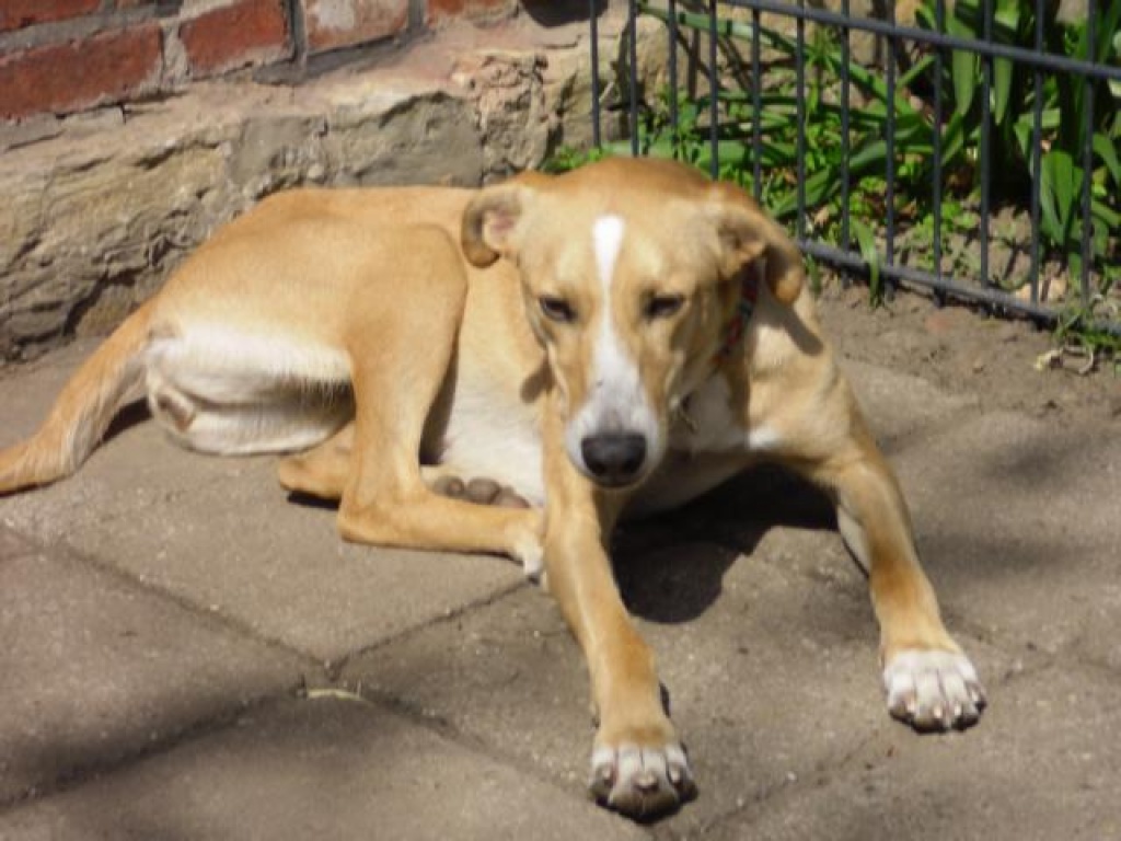 Emmi, 2 Jahre, sucht neues Zuhause - Hunde - Westerkappeln