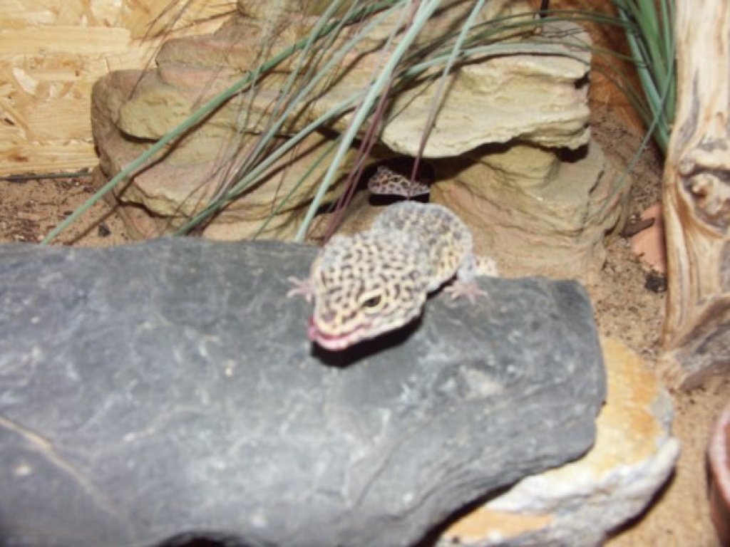 1.1 Leopardgeckos mit oder ohne Terrarium - Reptilien - Hamburg