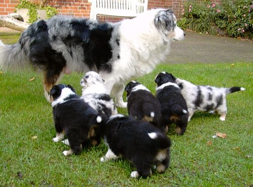 Schöne Weihnachten Australian Shepherd Welpen - Hunde - Stuttgart