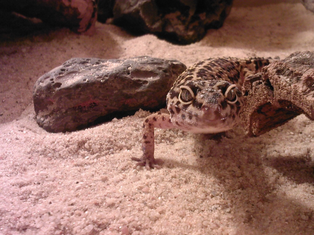 3 zauberhafte Leopardgeckos!!!!!!!! - Reptilien - Germering