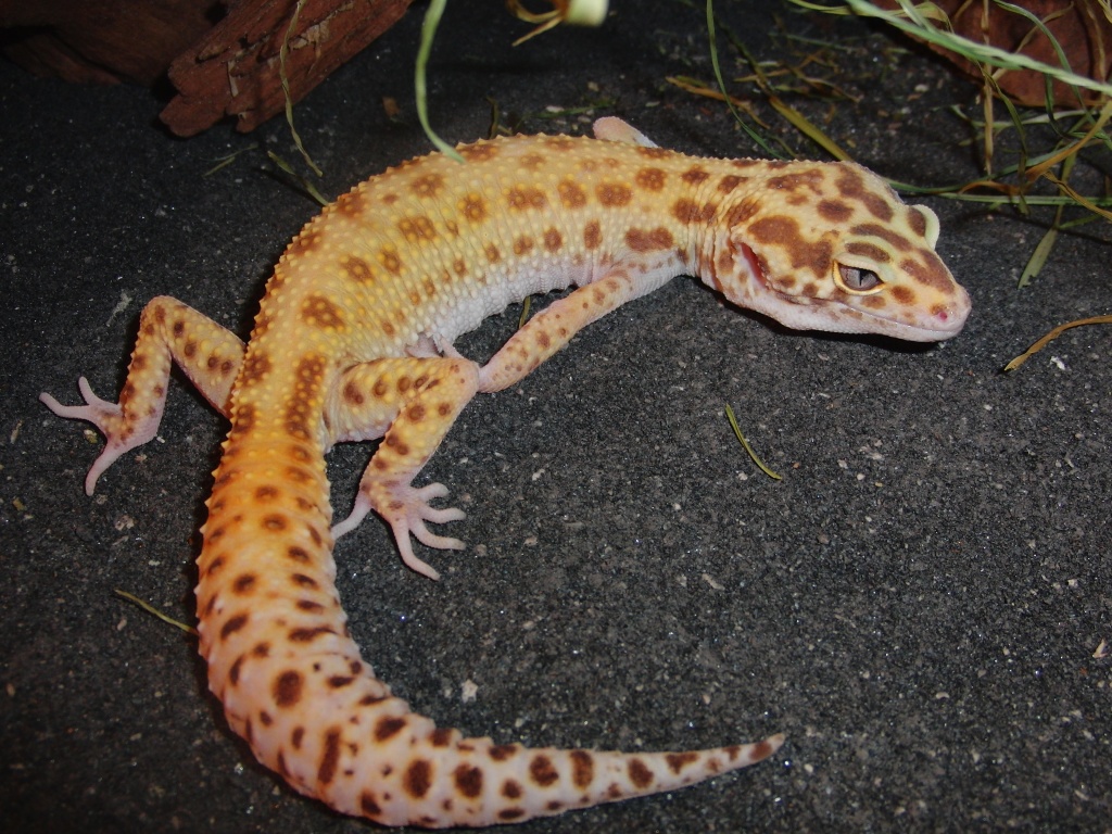 LEOPARDGECKOS 1.2 - Reptilien - Aukrug