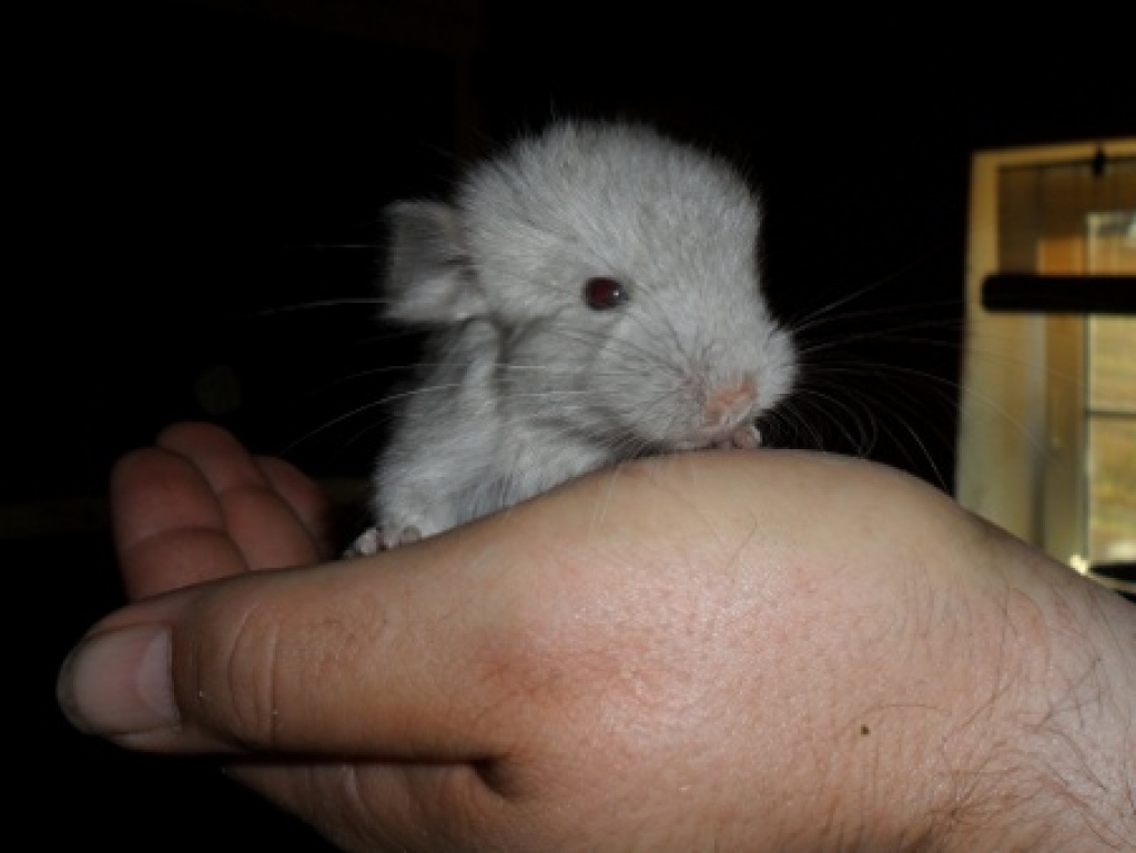 Chinchillas ab 20 Euro - Nagetiere - Eichendorf