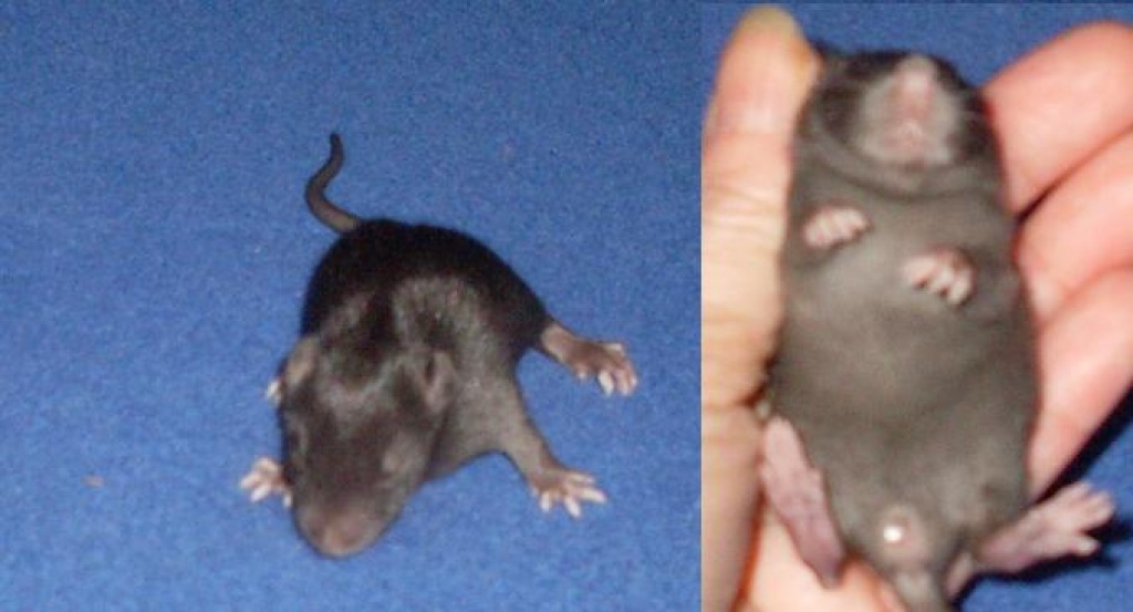 Süße Rattenbabys - Nagetiere - Dortmund