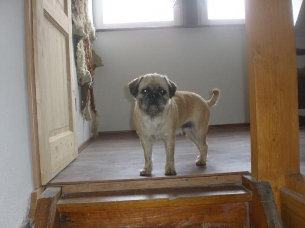 Suche Mops Deckrüden (Bayern) - Hunde - Langquaid