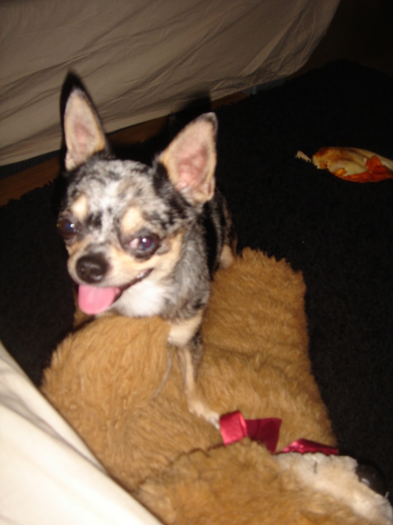 Suche hündinn für meinen süßen deckrüden - Hunde - Frankfurt am Main