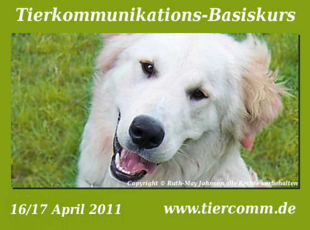 Tierkommunikation Kurs Schleswig- Holstein 16/17 April 2021 - Dienstleistungen - Rendsburg