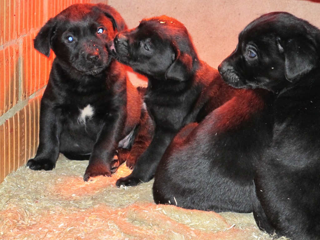 Schwarze Labrador-Welpen in Nordhessen, geimpft - Hunde - Bad Arolsen