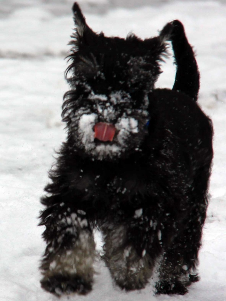 Zwergschnauzer schwarz silber - Hunde - Geithain