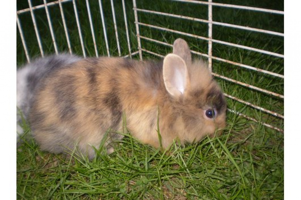 Verkaufen süße löwenköpfchen - Nagetiere - verl