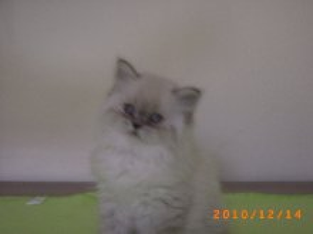 Wunderschöer Perserkater - Katzen - wien