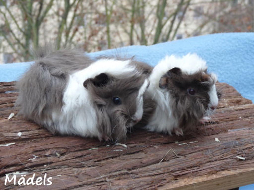 Peruaner Meerschweinchen - Nagetiere - Nürnberg