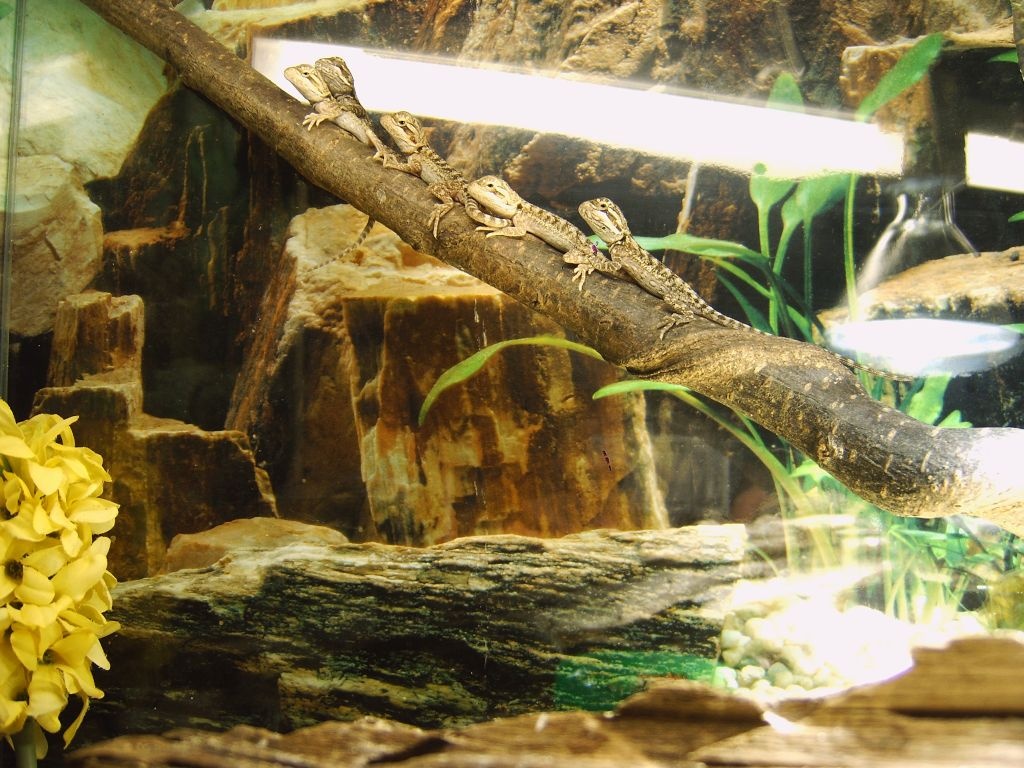 Junge Bartagame Baby / Babies  Bartagamenbabys abzugeben - Reptilien - Verl
