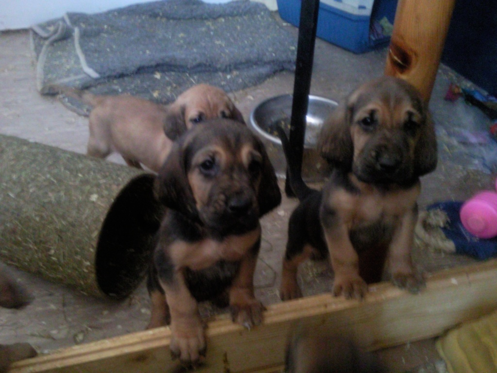 Bloodhound, Bluthund, zukünftiger Rettungshund sucht Betätigungsfeld - Hunde - Falkensee