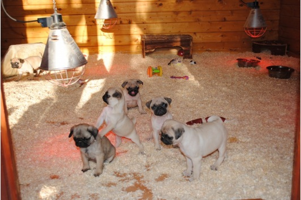 Bildhübsche Mops welpen abgabebereit(kostenlos für Weihnachten) - Hunde - Berlin