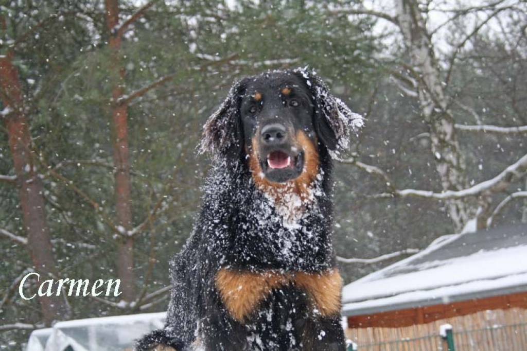 Wurfankündigung für Feb 2021 - Hunde - Dahlewitz