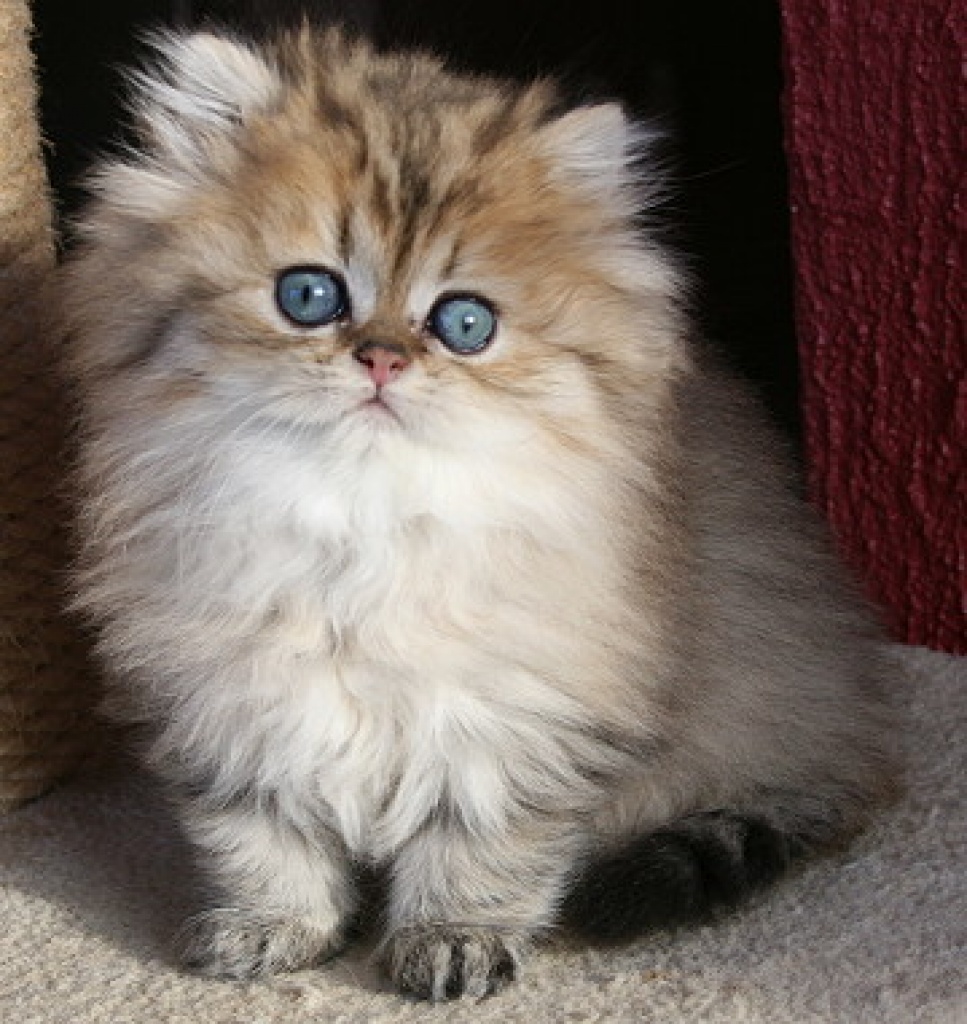 Perserbabys chinchilla, silver und golden - Katzen - Bünde