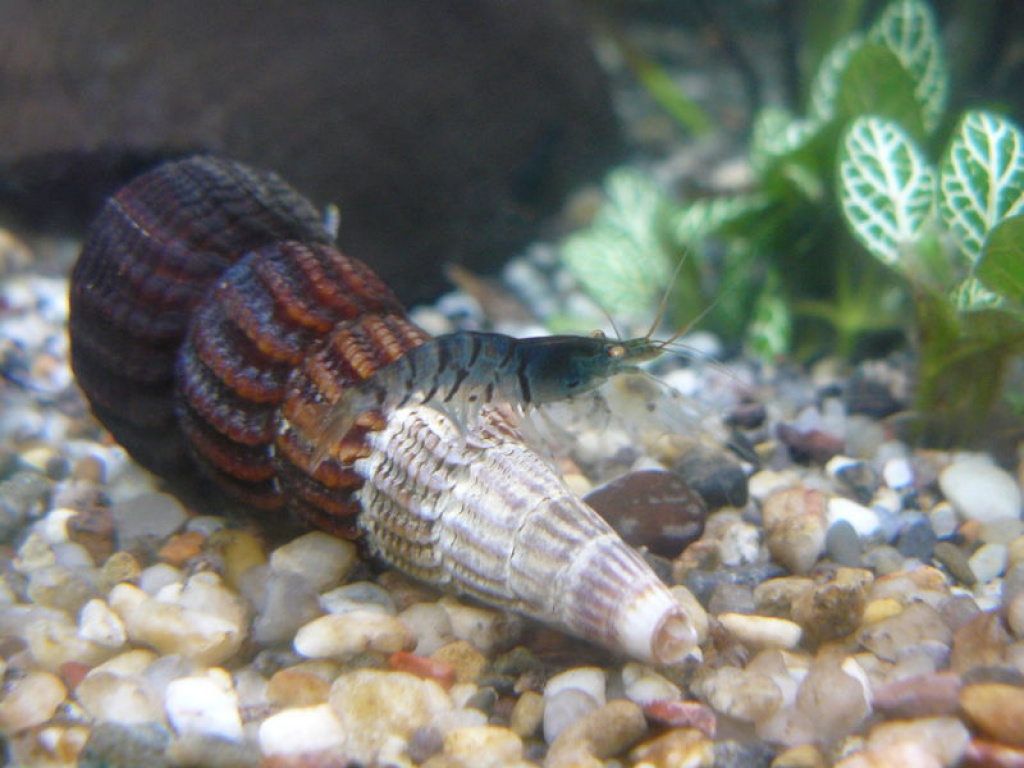 *Dezemberspezial*Aquaristik*Fische*Wirbellose*Literatur*Rätsel u.v.a.m. - Fische - Papendorf