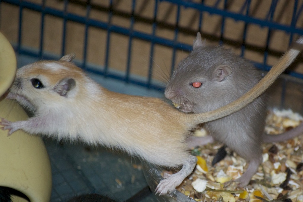Wüstenrennmäuse - Gerbil Mäuse - Nagetiere - Bad Aibling