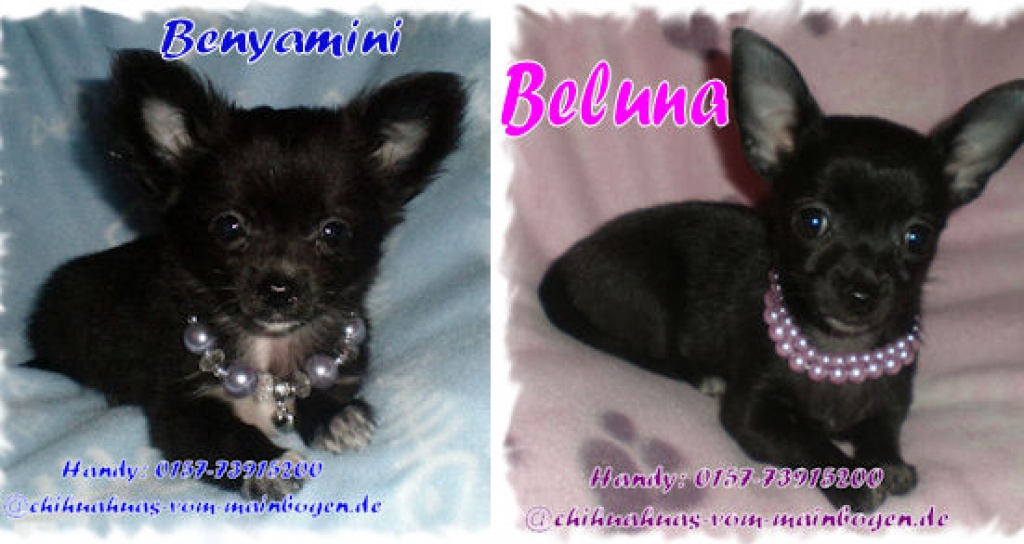 Chihuahua Welpen aus deutscher seriöser Zucht suchen ein liebes zu Hause!!! - Hunde - Wörth am Main