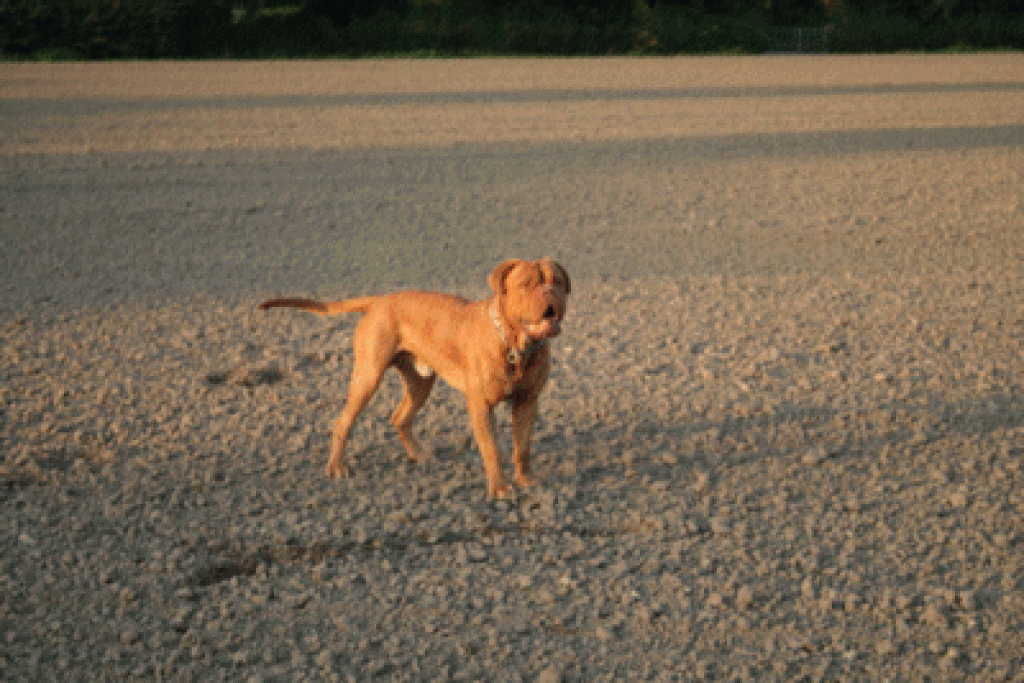 Bruno Sucht nette sie - Hunde - Gelsenkirchen