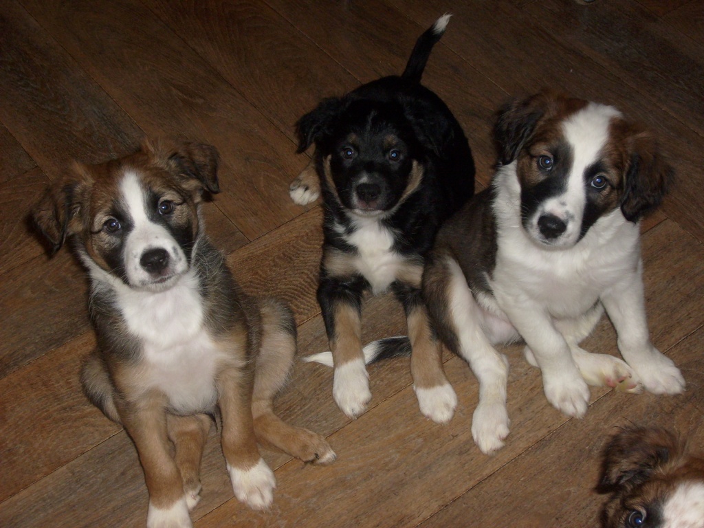 3 süsse Border Collie Mix Welpen 8 Wochen alt - Hunde - Berlin