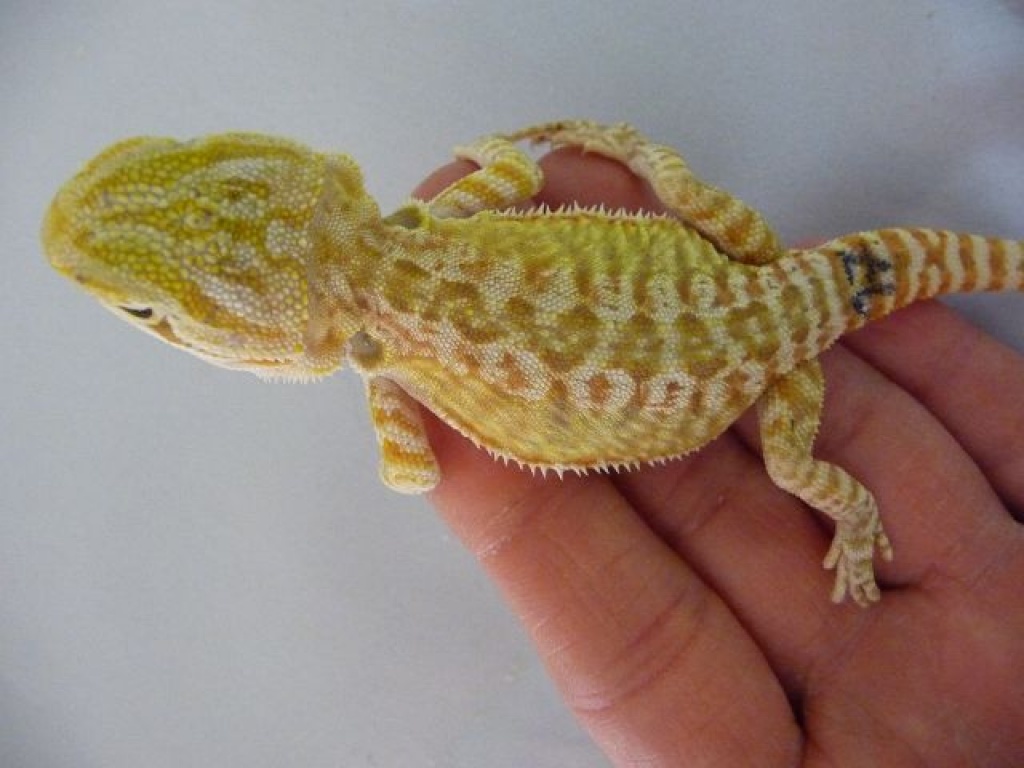 Handzahme Bartagamen abzugeben!!! - Reptilien - Offenau