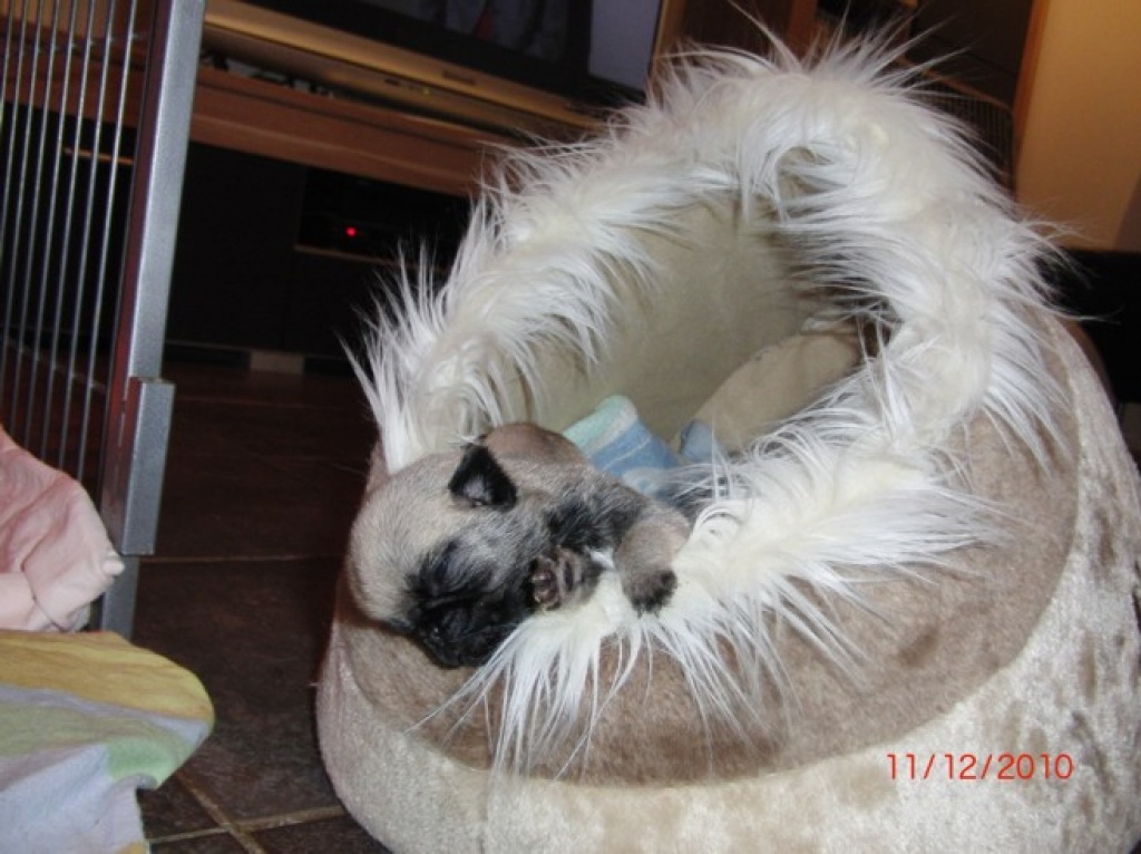 Mopswelpen - Hunde - Königsbrunn