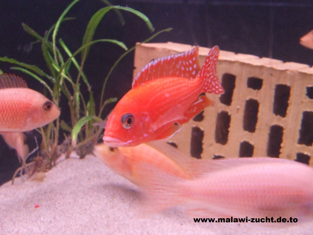 Aulonocara Firefish ( Seifert Line ) - Fische - Haiterbach