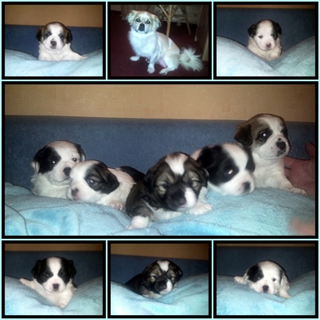 5 süße Mischlingswelpen zu vergeben - Hunde - Groß Kiesow