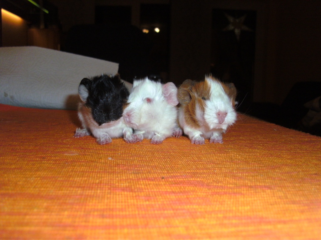 3 Rosettenmix Babys abzugeben - Nagetiere - Bad Segeberg