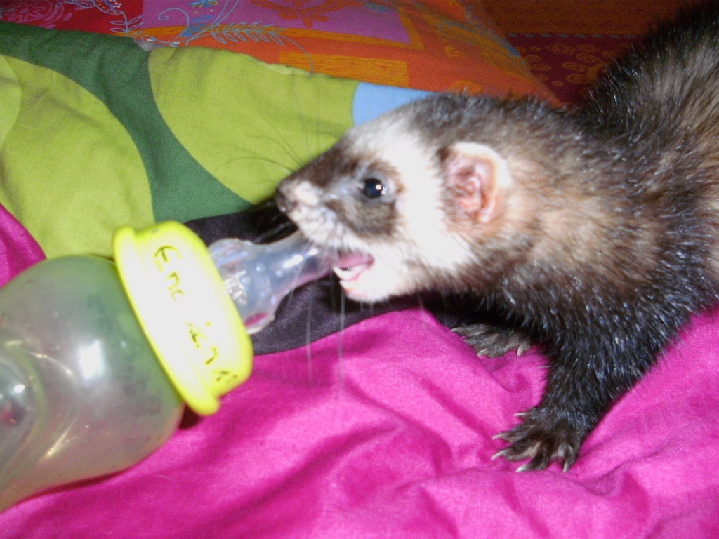 FRETTCHEN DAME SUCHT DRINGEND EINEN MANN!!! - Nagetiere - Schwäbisch Gmünd