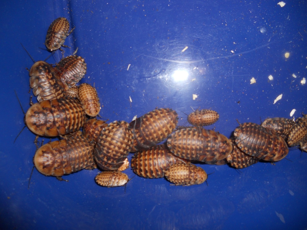 Schabe,Blaberus Atropus - Futtertiere Allgemein - Tostedt