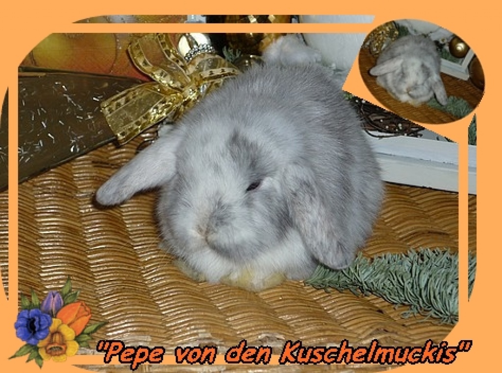 Kleiner Mann sucht ... - Nagetiere - Westoverledingen