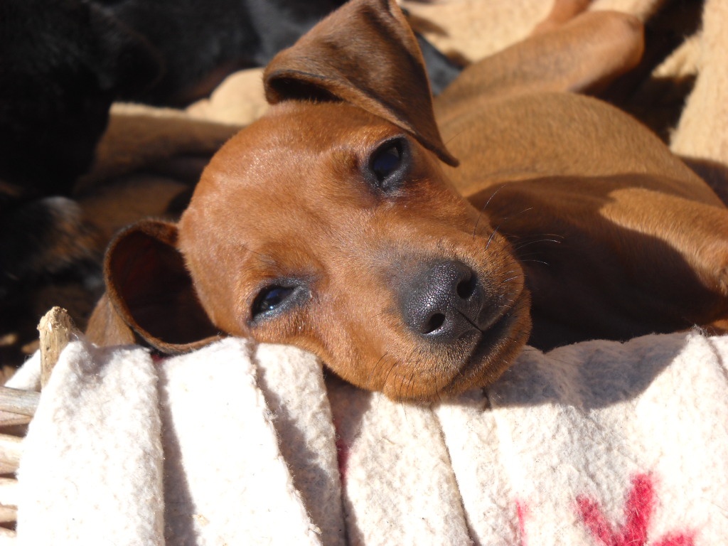 Randa sucht Familie zum Kuscheln! - Hunde - Santanyi