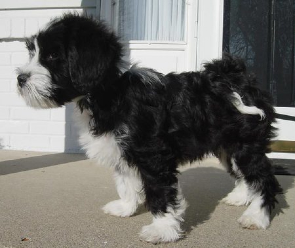 Süße Tibet-Terrier Welpen - Hunde - Gunzenhausen