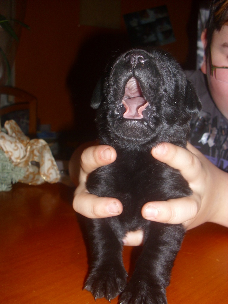 5 wunderschöne Labradorwelpen 4w/1m - Hunde - Langenau