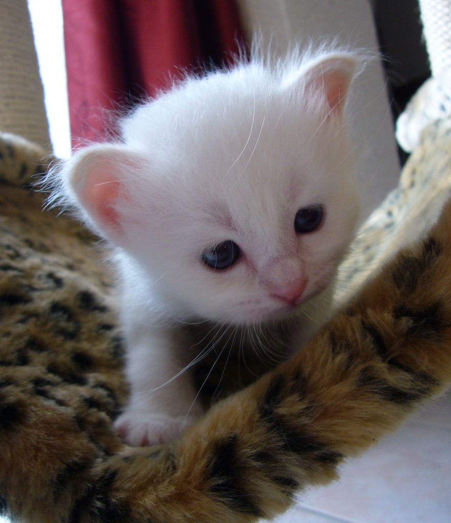Niedliche Birma-Babys suchen ein neues Zuhause - Katzen - Bochum