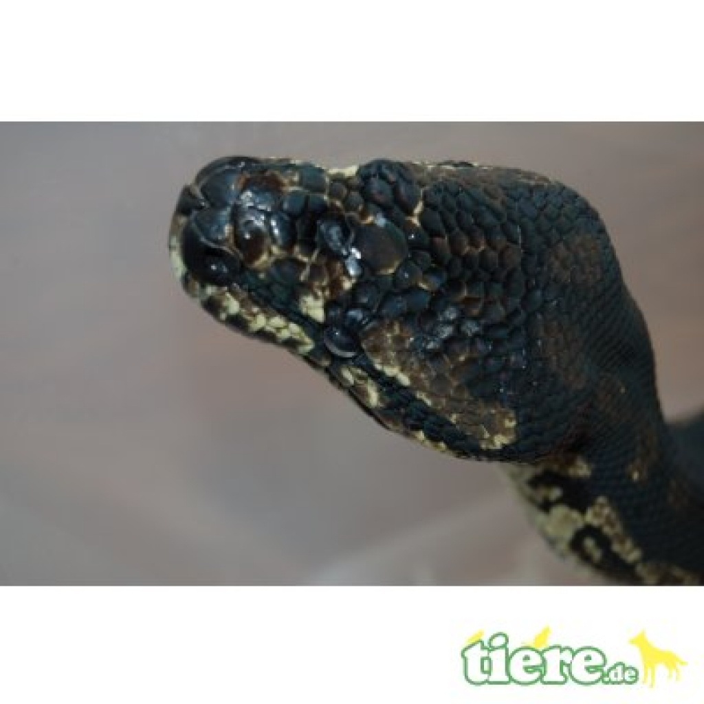 1.0.0 Morelia spilota cheynei / 9 Jahre - Reptilien - Grefrath