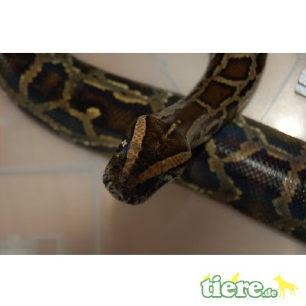 0.1.0 Dunkler Tigerpython / 6 Jahre - Reptilien - Grefrath