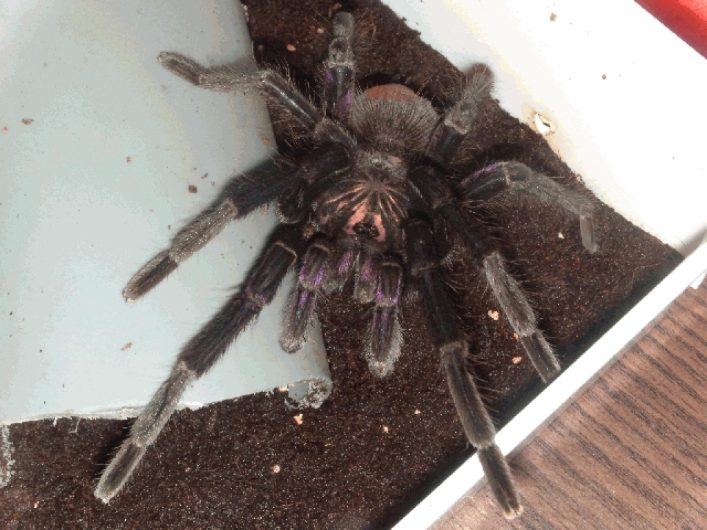1.0 Pamphobeteus nigricolor - Insekten - Berlin