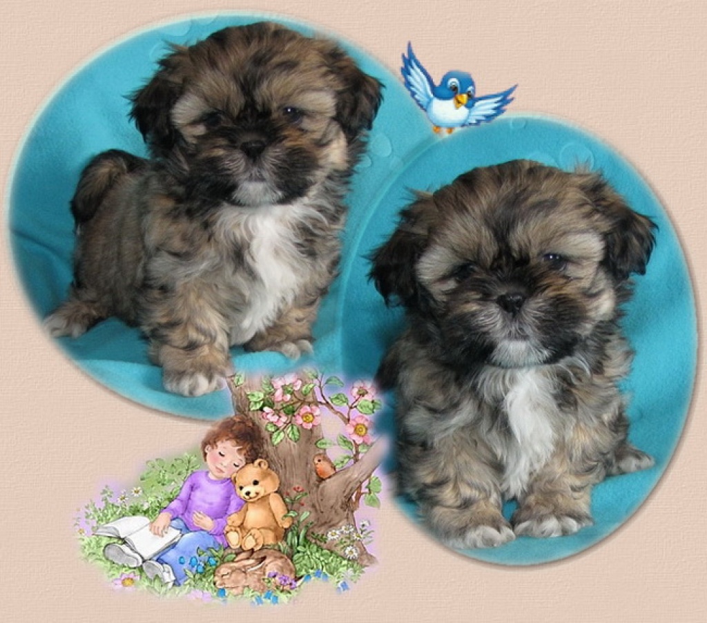 Shih Tzu Girl - Hunde - Feldatal
