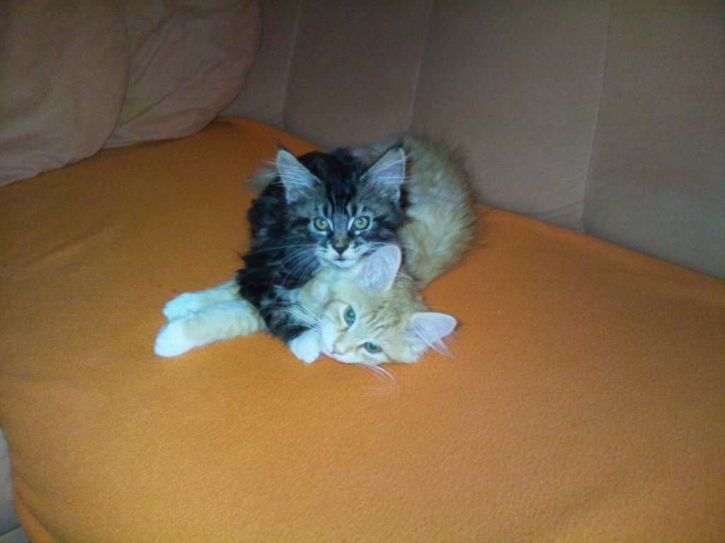 Maine Coon Pärchen - Katzen - Brünndling Alm