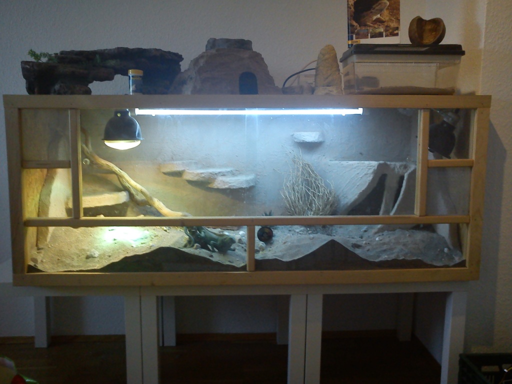Bartagamen Pärchen mit riesen Terrarium und viel Zubehör - Reptilien - Leipzig