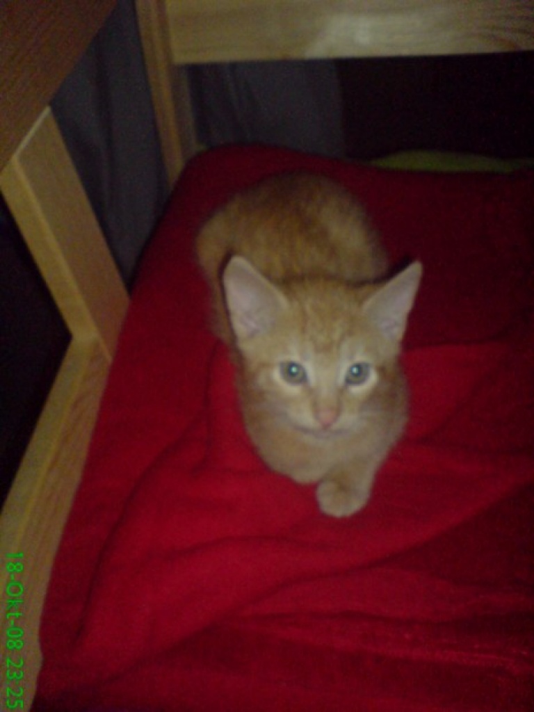Ich bin so allein! - Katzen - Offingen